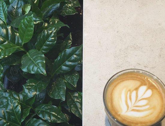 Typica Specialty Coffee