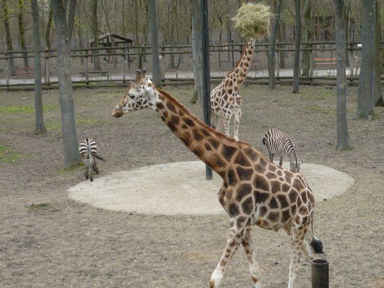 Parcul Zoologic din Szeged